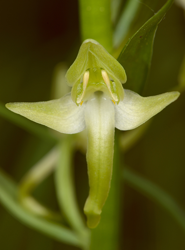 Platanthera chlorantha