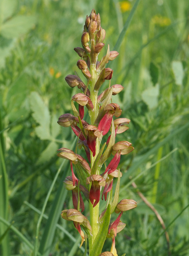 Coeloglossum viride Coeloglossum viride