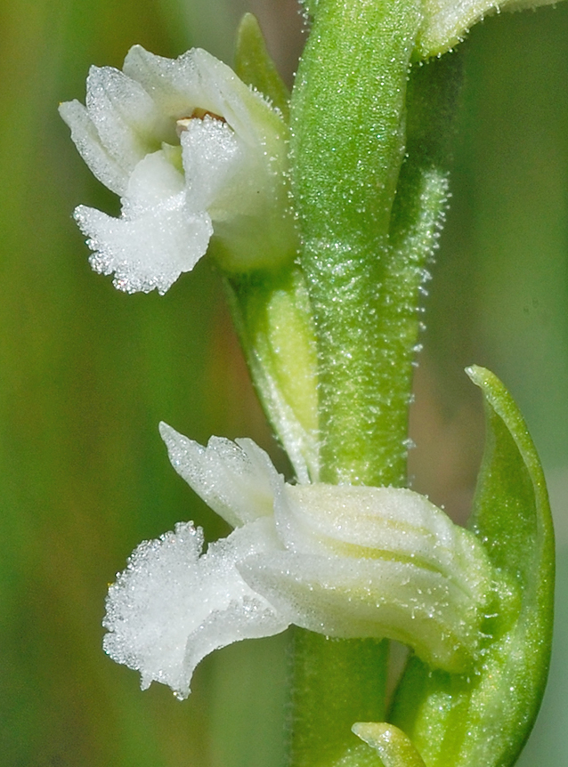 Spiranthes aestivalis Spiranthes aestivalis