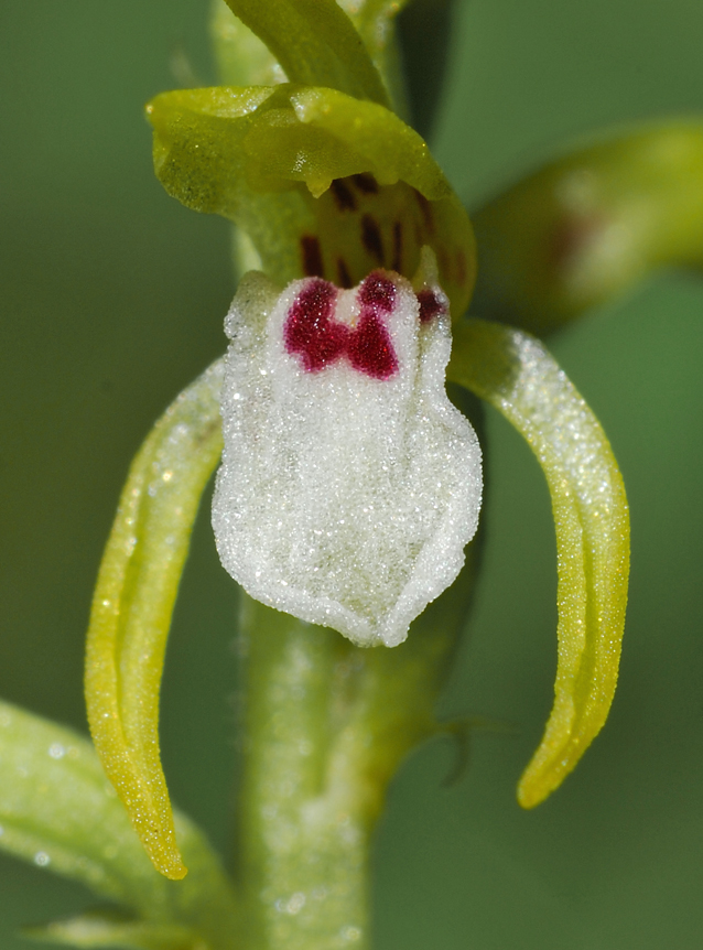 Corallorhiza trifida