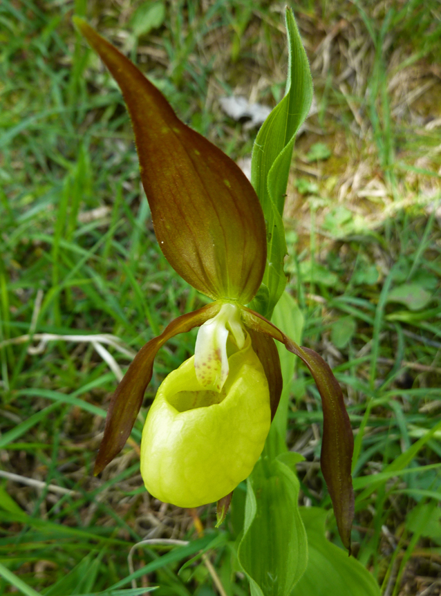 Cypripedium calceolus