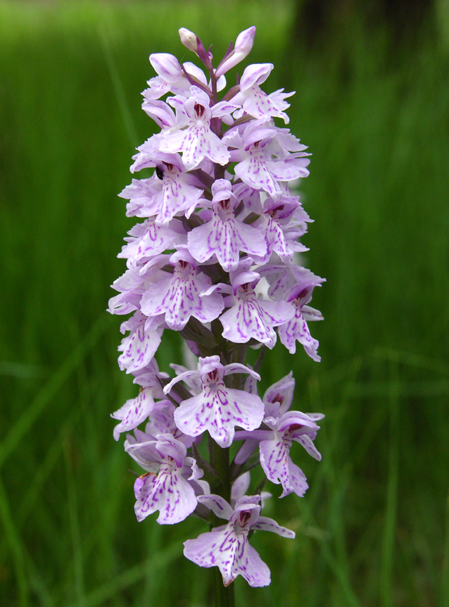 Dactylorhiza fuchsii Dactylorhiza fuchsii