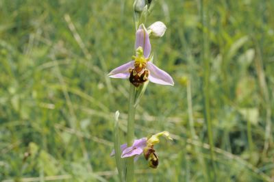 Ophrys apifera, Blütenstand, Bissingen, Hans Rauschenberger