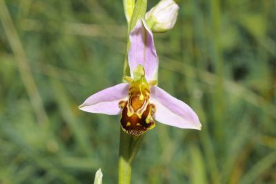 Ophrys apifera, Einzelblüte, Bissingen, Hans Rauschenberger