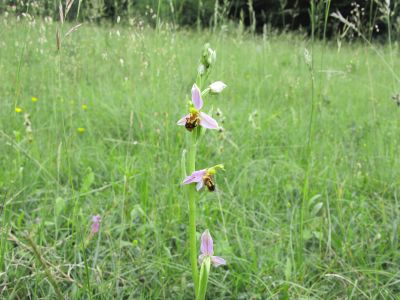 Ophrys apifera, Biotop, Bissingen, Hans Rauschenberger