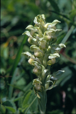 Orchis coriophora, weißgrüne Variante, Nordgriechenland, Dietrich Bergfeld