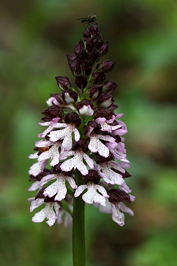 Orchis purpurea, Blütenstand, Bergatreute, 12.05.2012, Ferdinand Ellenbast