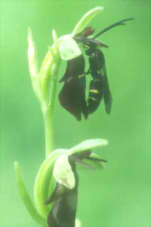 Ophrys insectifera mit Grabwespe, Markgröningen, 26.05.1999, Steffen Hammel