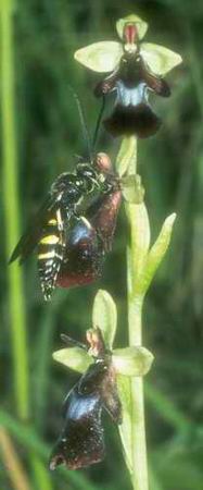 Ophrys insectifera mit Grabwespe, Bissingen/Schwäb. Alb, 17.06.1980, Werner Hiller