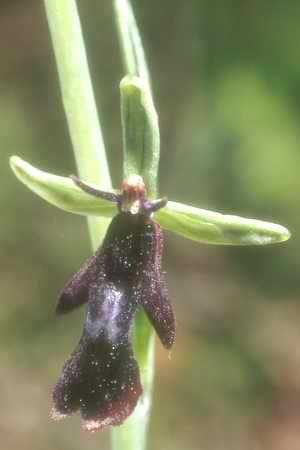 Ophrys insectifera, Ehingen, 01.06.1994, Manfred Kalteisen