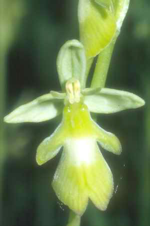 Ophrys insectifera, gelbe apochrome Form, Schopfloch, 02.06.1994, Manfred Kalteisen