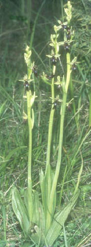 Ophrys insectifera, Mundingen, 06.06.1973, Manfred Kalteisen